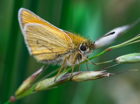 Essex Skipper