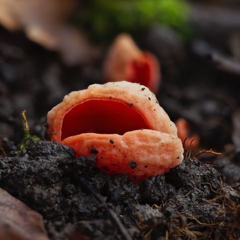 Scarlet Elf Cup