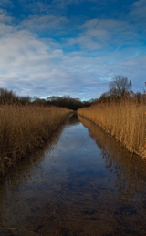 Springwell Reed Bed