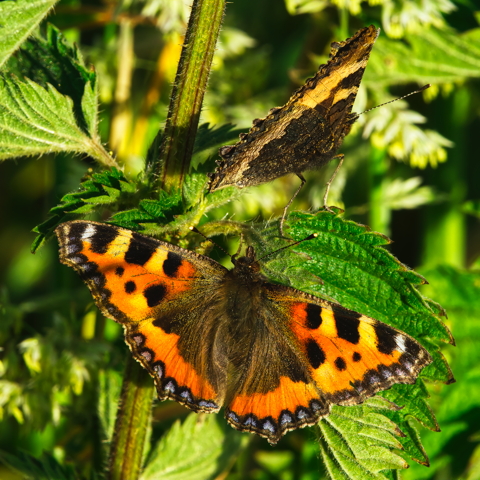 Tortoiseshells