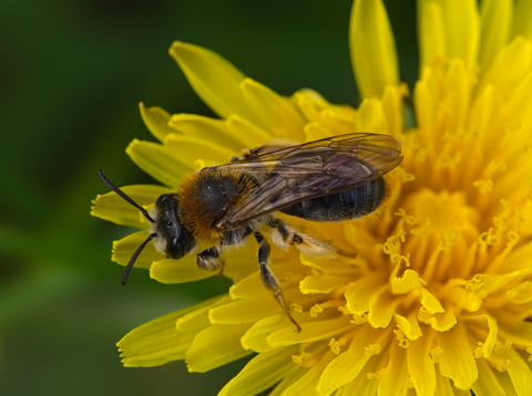 Bee on Dandelion