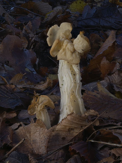White Saddle