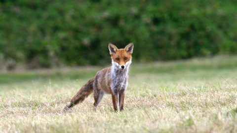 Younger Dog Fox head on