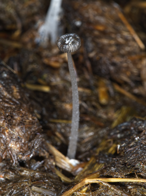 Haresfoot Inkcap