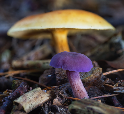 Amethyst And Common Deceivers
