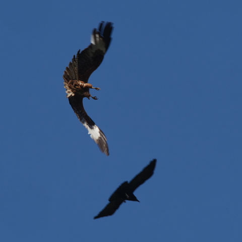 Dogfight