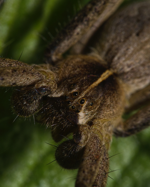 Nursery Web Spider