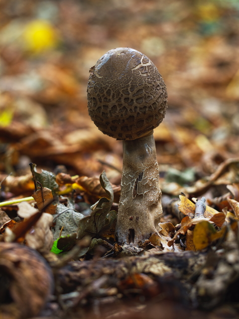 Parasol