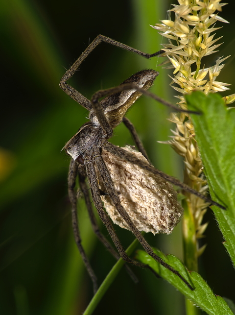Grass Spider Family