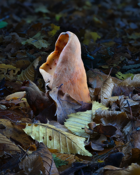Hares Ear