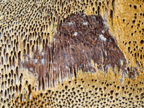 Rusty Pore Crust