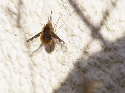 Bee Fly