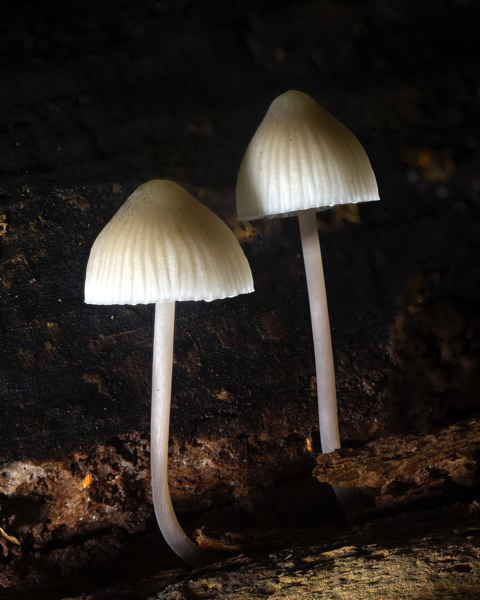 Angels Bonnet