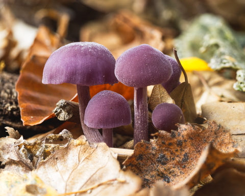 Amethyst Deceiver