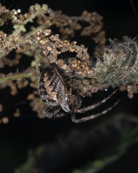 Walnut Orb Weaver