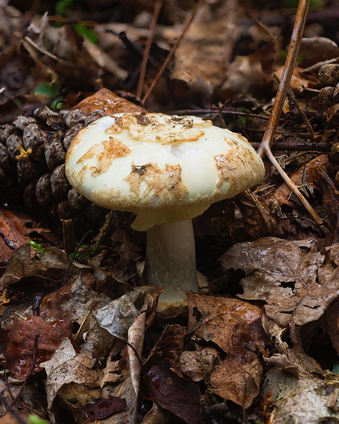 False Deathcap
