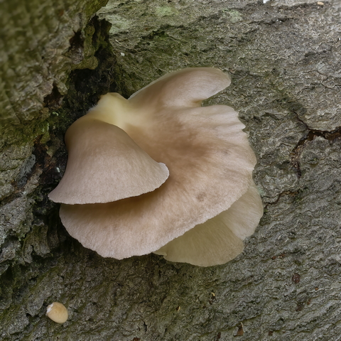Oyster
