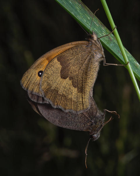 The image shows a butterfly hanging from a grass stem in front of a black background.  There is a second butterfly between the wings of the first facing downwards, the body curving into a J shape beneath.  The upper butterfly wing undersides are coloured orange and shades of brown with a black disc on the front wing containing a white dot.  The visible sections of the lower butterfly's wings are dark brown only.