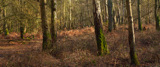 Dragon Wood