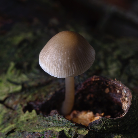 Angels Bonnet