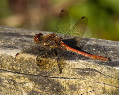 Common Darter