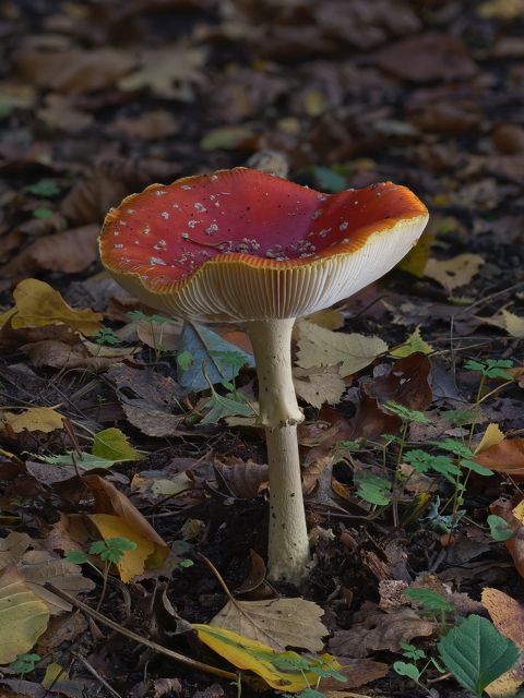 Fly Agaric