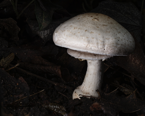 Wood Mushroom