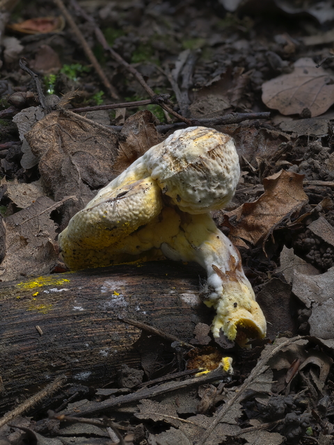 Bolete Mould