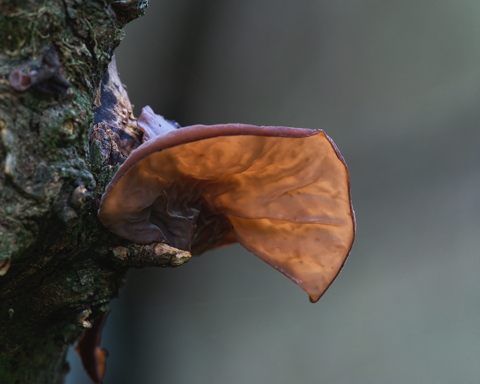 Jelly Ear