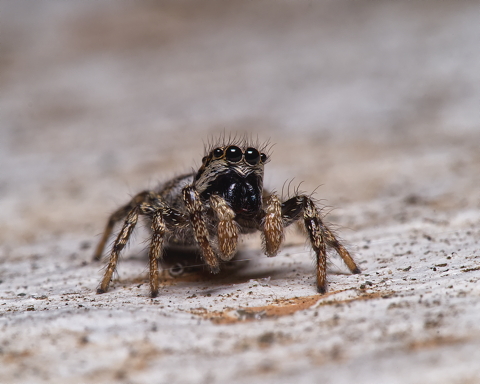 Jumping Spider Tripwire
